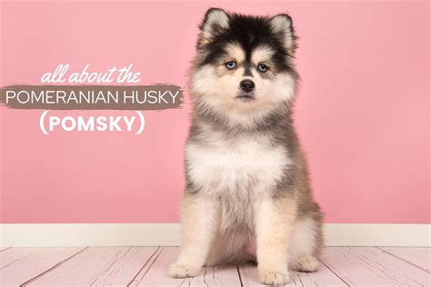 Pomeranian Husky Mix