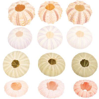 Image result for Mini Conch Shell