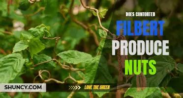 Pruning a Contorted Filbert Tree 的图像结果