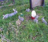 Image result for Colony Rabbit Habitats