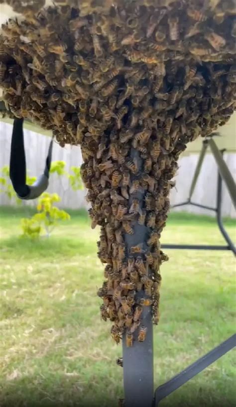 Watch: Beekeeper Relocates Entire Bee Colony With Bare Hands