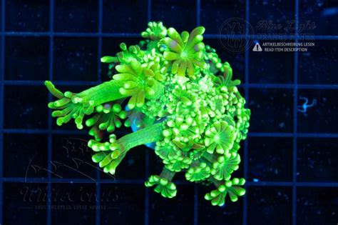 Alveopora Flower Pot (WCC)(Filter)-LPS5_260213_104