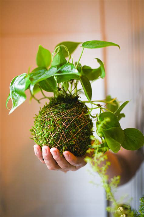 Garden to Glass Pt. 1: Japanese Kokedama Moss Ball Plant Workshop ...