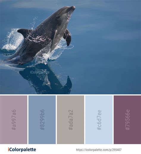 Dolphin Color 的图像结果