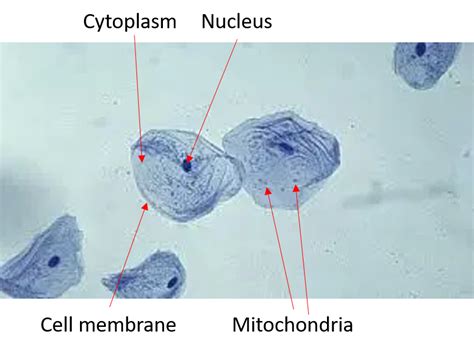 Cheeks Cells Under a Compound Microscope 的图像结果