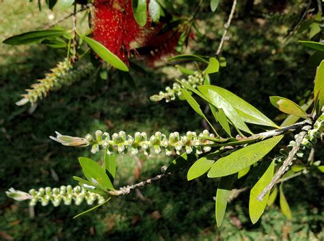 Callistemon citrinus – Ausemade