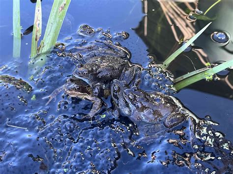 The Big Richmond Garden Pond Survey is Live - Barnes Common Limited