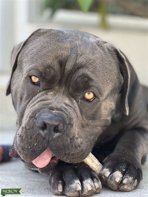 AKC Blue Male Cane Corso - Amazing Bloodline - Stud Dog Southern ...