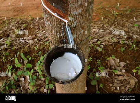 Latex Definition, Types, Facts Britannica, 54% OFF