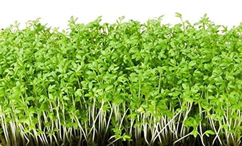 Airex Salad- Endive (Green) Microgreen Seeds - Pack Of AVG 30-50 Seeds ...