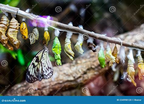 Butterfly Chrysalis Hanging On The Tree Branch. Insect Lifecycle, Larva ...
