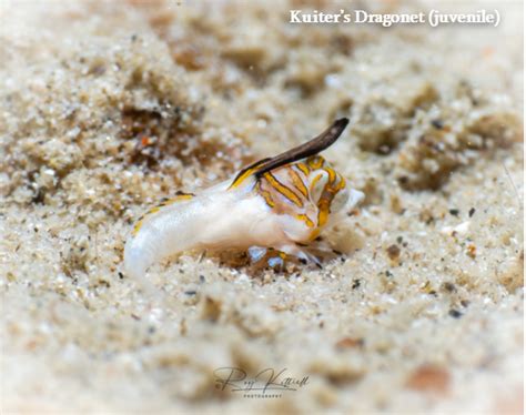 Image result for Colour Sort Fish