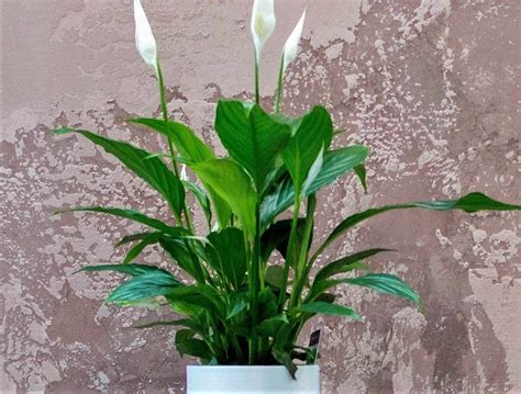 How to Get Rid of Brown Tips on Peace Lily - Hort Zone