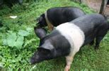 Gallery: Animal Husbandry and Veterinary Department, Government of ...