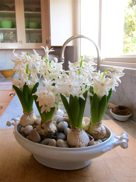 Chronica Domus: The Sweet Smell of Hyacinths - what is the smell of hyacinth