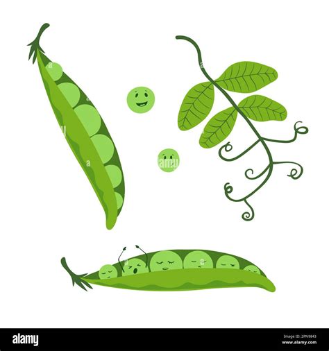 Peas In Spanishdict at Jonathan Middleton blog