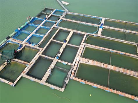 Image result for Note Block Fish Farm