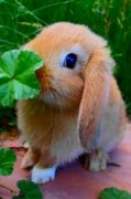 Image result for Bunny Photos