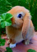 Image result for Oriental Bunny