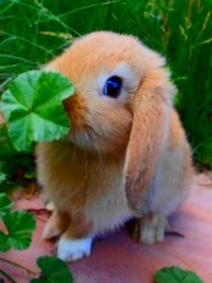 Image result for Funny Bunny Images
