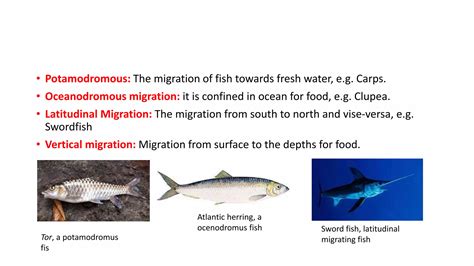 Migration in fishes/class11 biology | PPTX