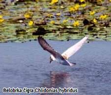 Krilati ribari naših reka i jezera