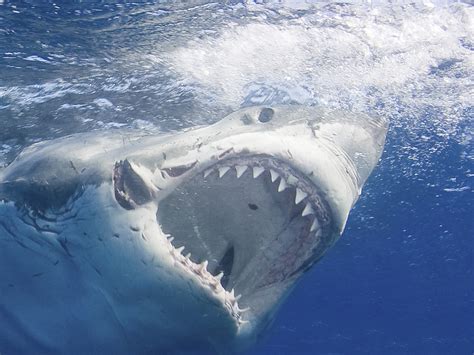 Shark Shark Shark Shark Jeopardy Template