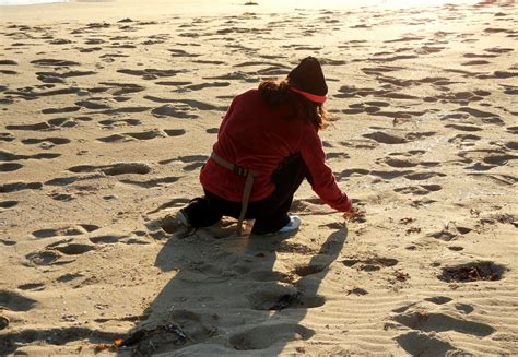 Sea Shells Collecting 的图像结果