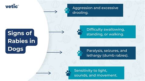 Rabies in Dogs: A Completely Preventable Disease - symptoms of rabies in animals