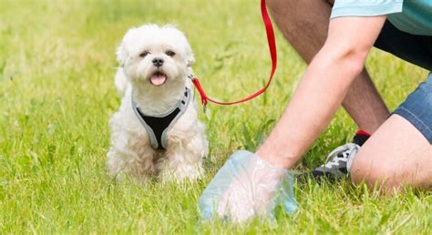 Image result for Dog Eating Pudding Poop