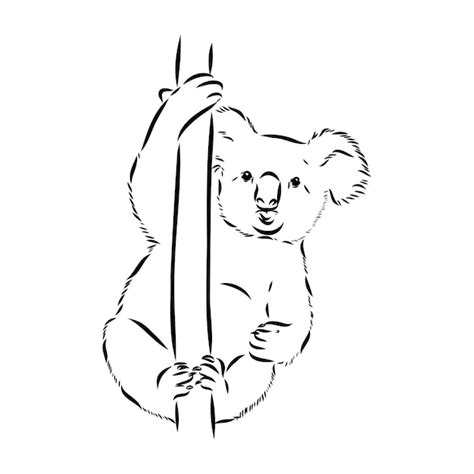 Koala-Bär Tier auf Baum Skizze Gravur Vektor-Illustration Kratzbrett ...