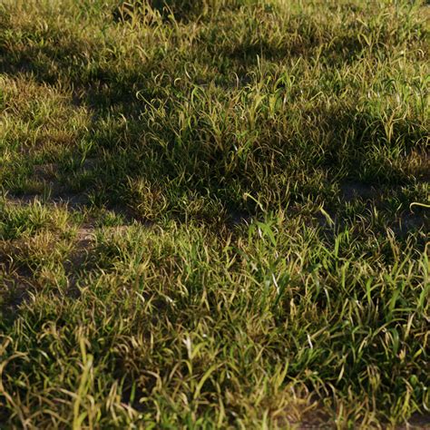 Wild Grass Texture