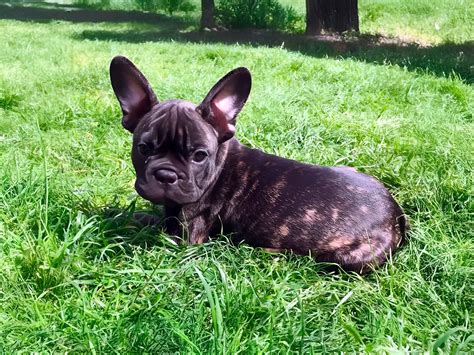 French Bulldog Brindle: The Charming Dog with a Unique Coat