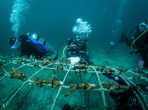 Carbon EcoTrip | seed.uno