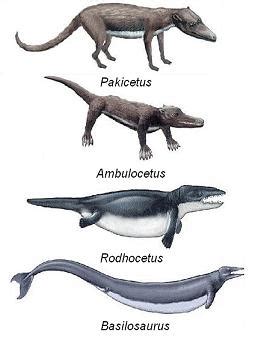 Image result for Dolphin Evolution