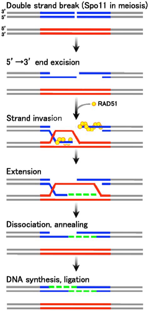 Genetic Diversification by Somatic Gene Conversion