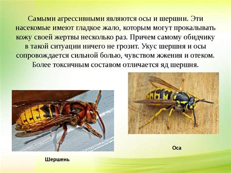 Шершень и оса: отличие, фото, описание, характеристики