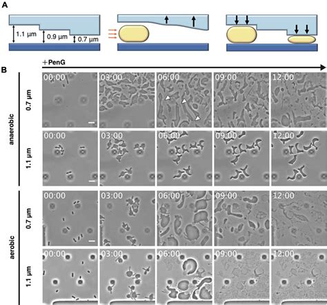 Escherichia Coli Morphology