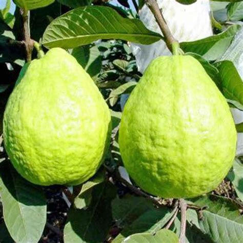 All Time Sardar L49 Guava (Hybrid Dwarf Varieties) Fruit Plant For Home ...