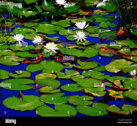 Pond lily pads hi-res stock photography and images - Alamy