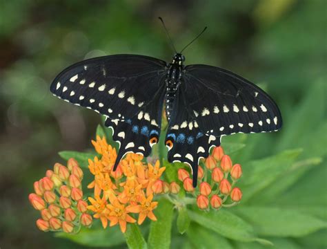 Black Swallowtail - Alabama Butterfly Atlas