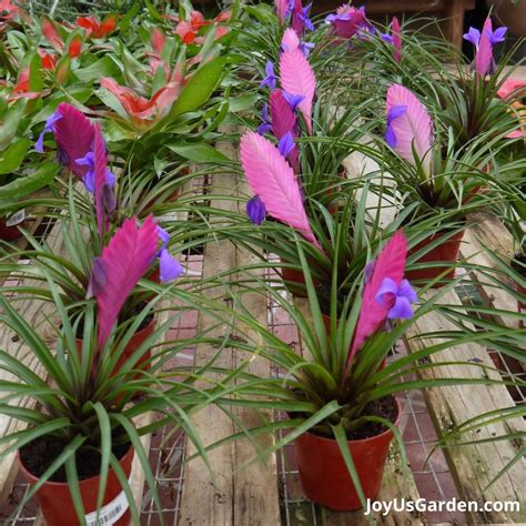 Bromeliad Care: How to Successfully Grow Bromeliads Indoors