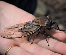 cicada 的图像结果