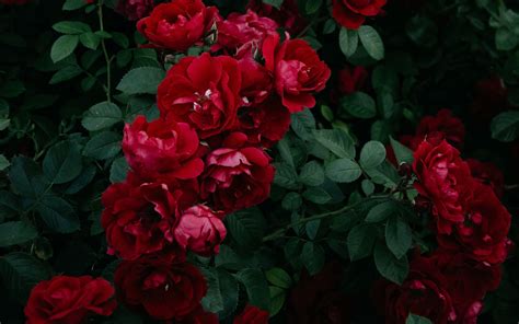 Download wallpaper 3840x2400 roses, bush, garden, bud, red, bloom ...