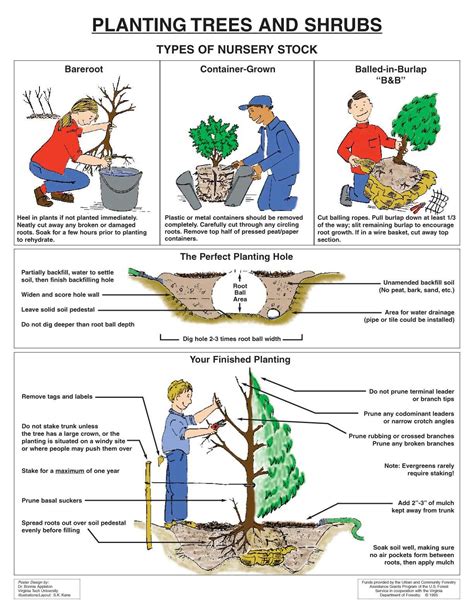 Tree Planting Job Tips at Ruth Madison blog