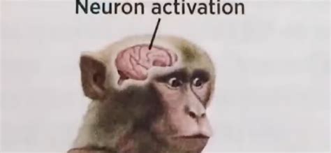 Image result for Girls Frontline Neuron Activation