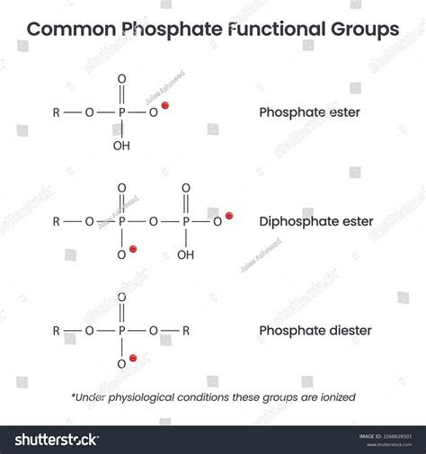 Image result for Phosphate Group Structure