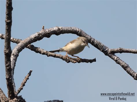 Plain Prinia,પાન ફૂડકફૂત્કી