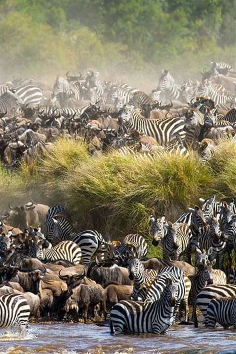 Best Time to Visit Masai Mara in 2026: Month-by-Month Safari & Weather ...