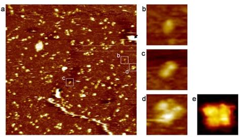 Assembly of Cell-Free Synthesized Ion Channel Molecules in Artificial ...